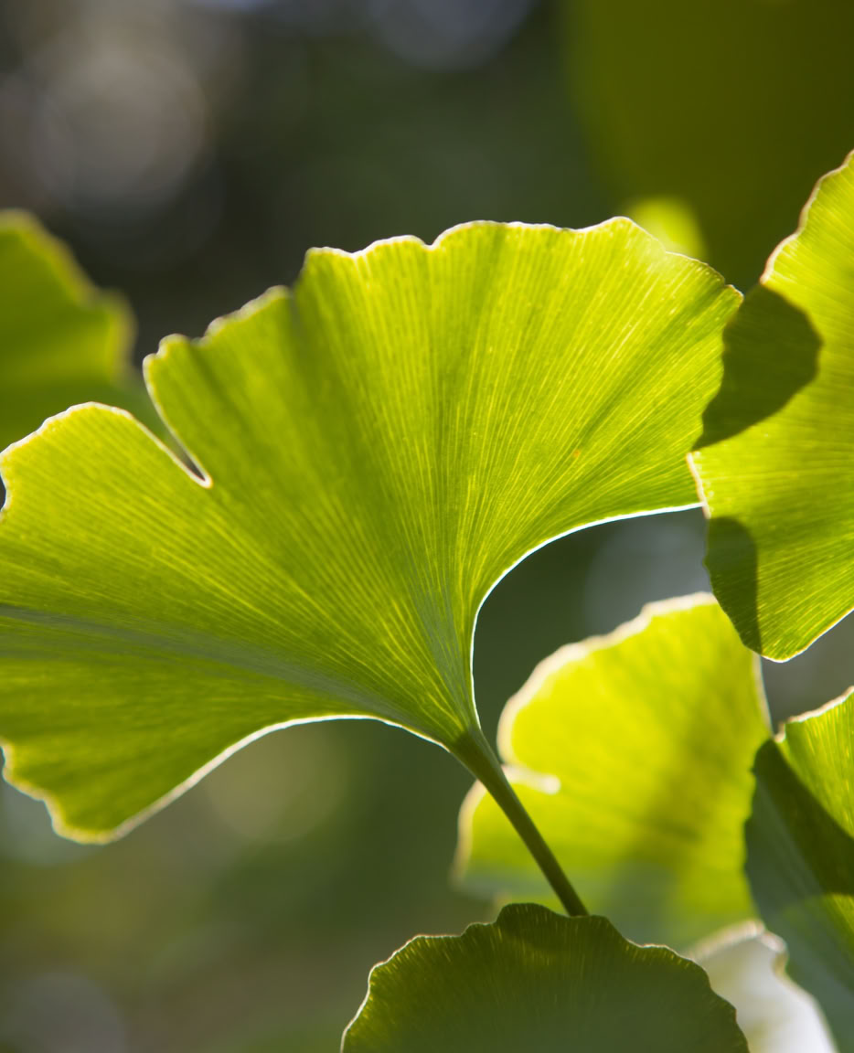 Sonne scheint durch Ginkgo